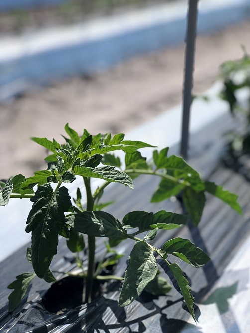 Close up of a tomato plants leaves