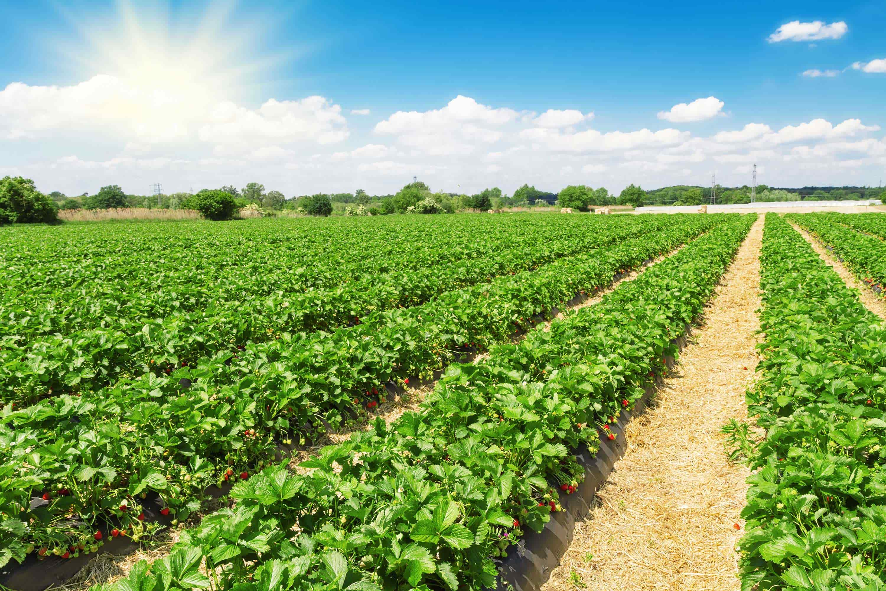 Strawberry plantation on a sunny day with a bright blue sky.