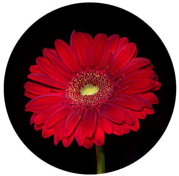 Red Gerber Daisy with black background