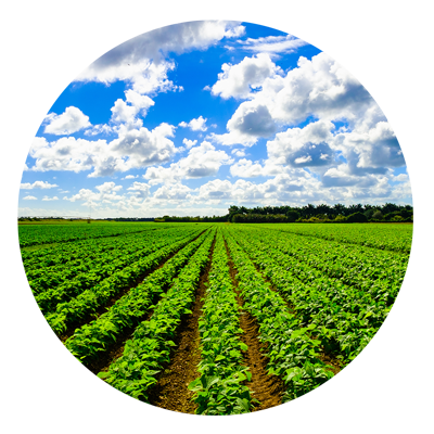 Circle of bright green fields with a bright blue sky and puffy white clouds.