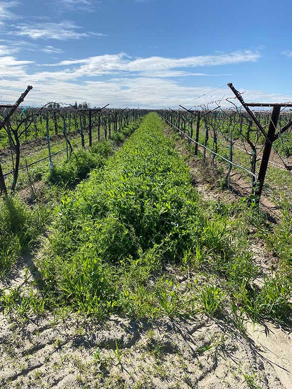 Vineyard rows under a blue sky with green plants growing between them.