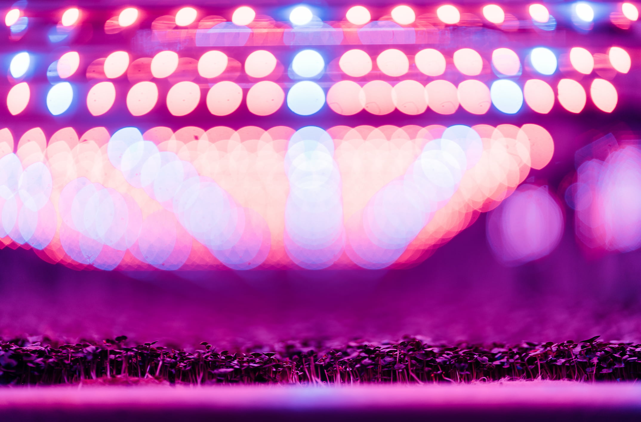 Bright pink lights shine down on Danville microgreens.