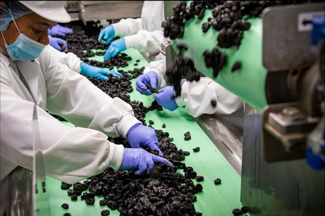 Workers sorting dried fruits on a green conveyor belt in a food processing plant.